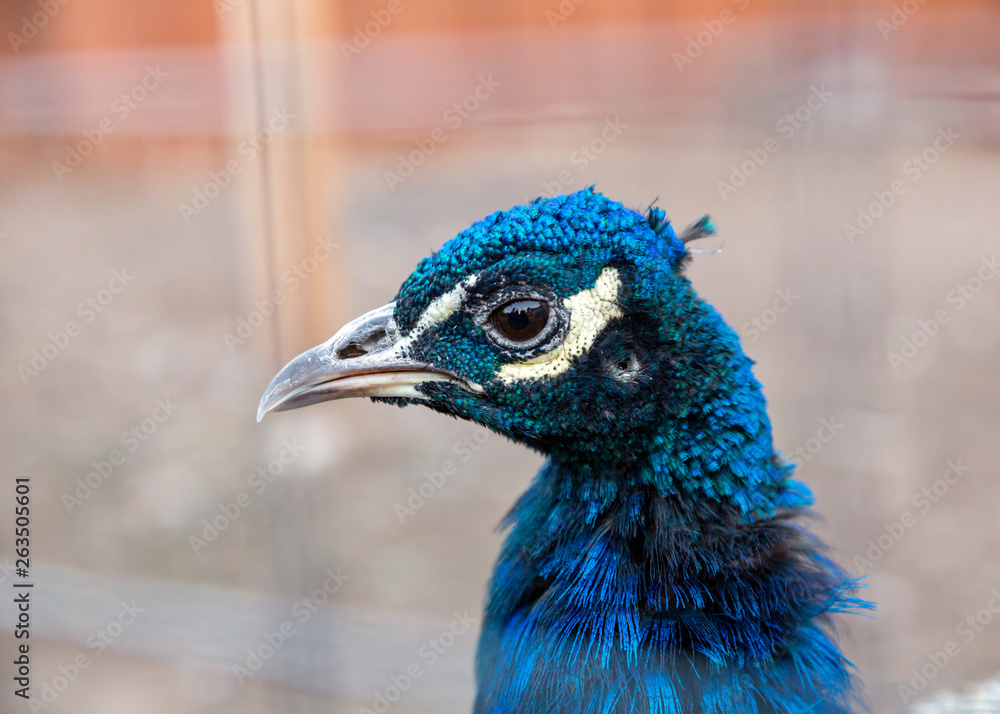 Portrait of beautiful peacock with closed tail in zoo closeup Portrait of beautiful peacock with closed tail in zoo closeup