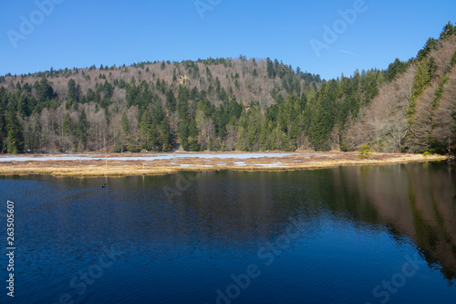 Les tourbières du lac de Lispach - Vosges