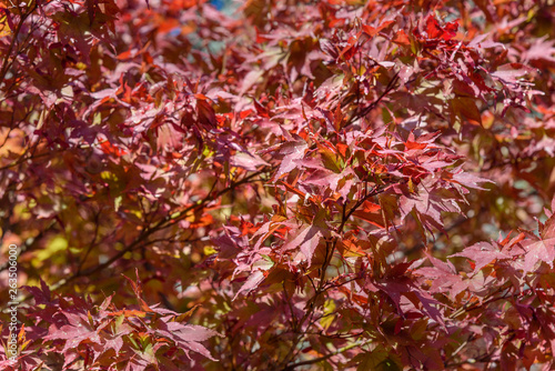 Autumn red maple leaves