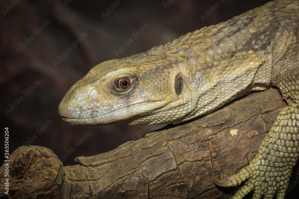 Obraz premium Brown iguana