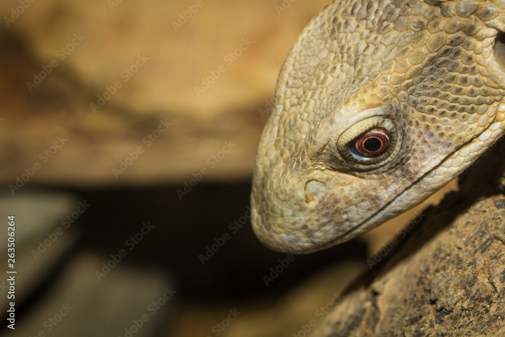 Fototapeta premium Brown iguana