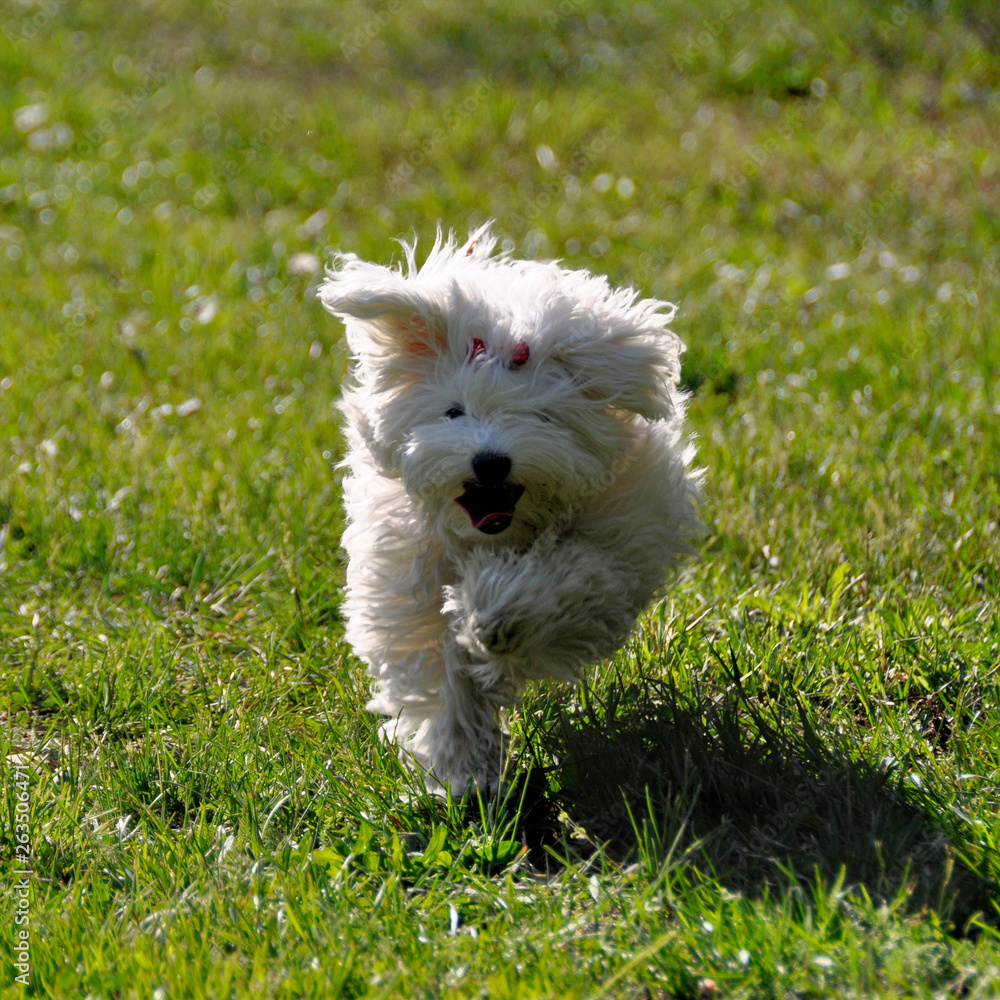 Small dog maltezer, in the autumn forest Small dog maltezer, in the autumn forest