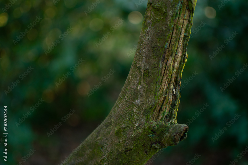 Obraz premium Branch