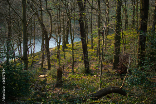 Forest by Lake