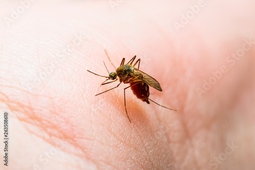Encephalitis, Yellow Fever, Malaria Disease or Zika Virus Infected Culex Mosquito Parasite Biting Insect on Skin Macro © nechaevkon