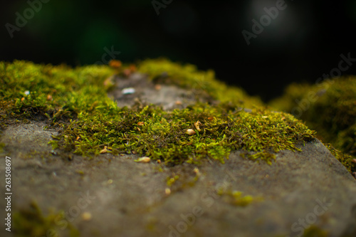 Moss on Rock
