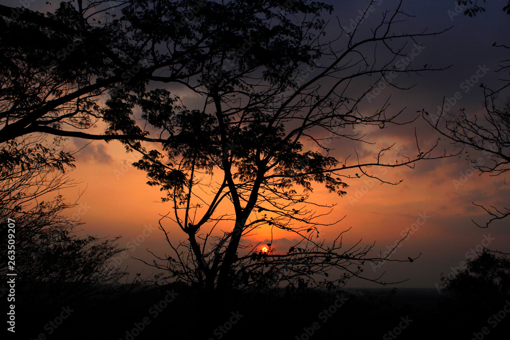 old tree branches with a beautiful sunset background