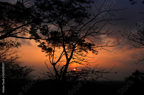 old tree branches with a beautiful sunset background