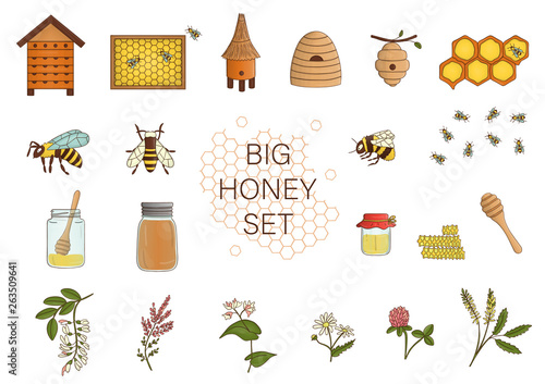 Vector colored set of honey, bee, bumblebee, beehive, wasp, apiary, meadow flowers, honeycombs, propolis, jar, spoon. Colorful honey collection isolated on white background.