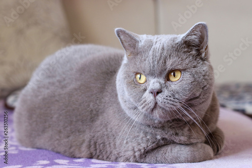 British Shorthair cat sits on a bed and looks around