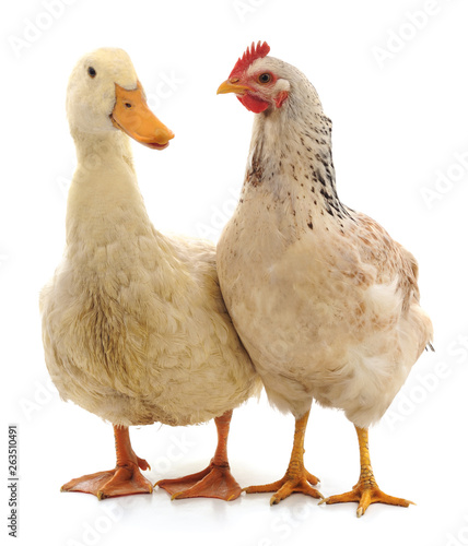 White duck and chicken.