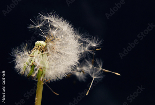 Dandelion blossom. The seeds are blown by the wind.
