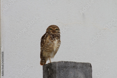 sparrow on fence