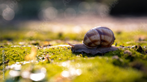 Snail closeup. Burgundy snail (Helix, Roman snail, edible snail, escargot) on a surface with moss.Helix promatia photo