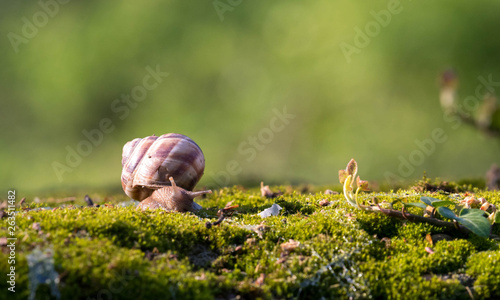 Snail closeup. Burgundy snail (Helix, Roman snail, edible snail, escargot) on a surface with moss.Helix promatia