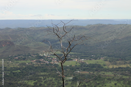 dead tree in the valley