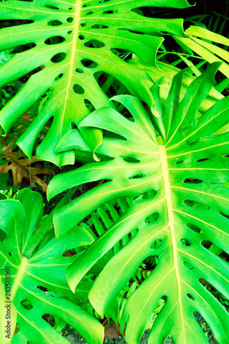 Philodendron monstera obliqua (Monstera deliciosa, the ceriman or swiss cheese plant) green leaf background