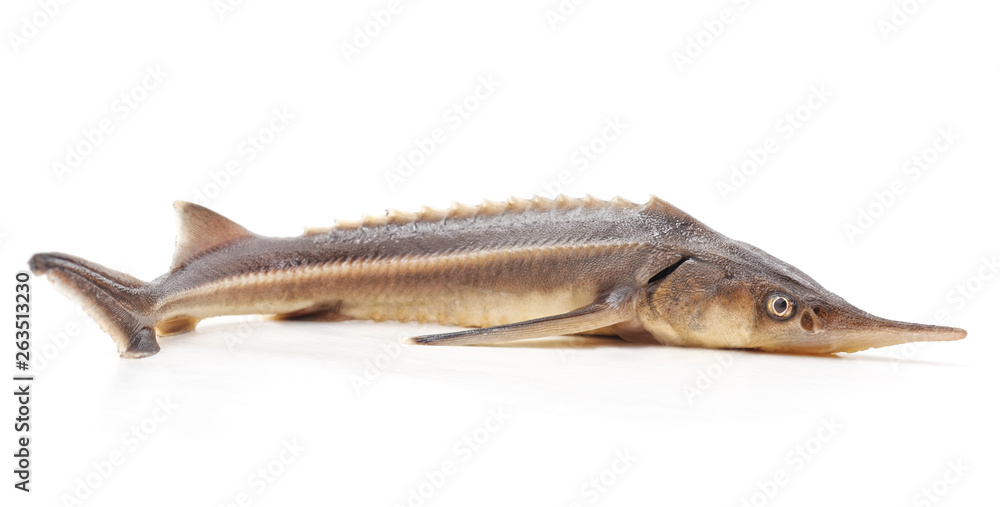 One sturgeon fish. One sturgeon fish.
