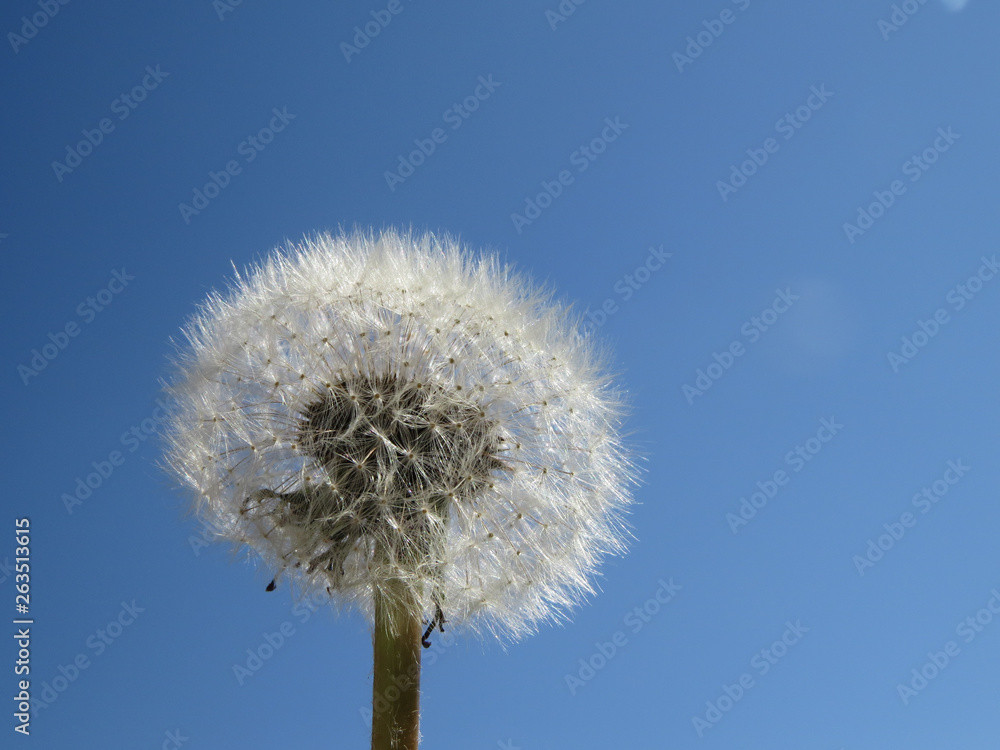 Dandelion seedhead in front of blue sky