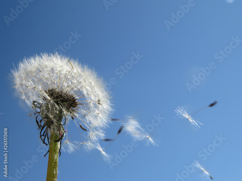 Dandelion seedhead with seeds flying away in front of blue sky