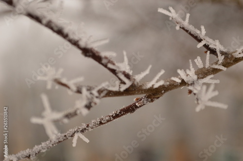 branch of a tree in winter © Ярослав Сайкевич