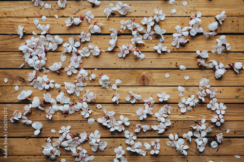 White apricot flowers lie on a brown wooden background. Spring concept, top view, copy space.