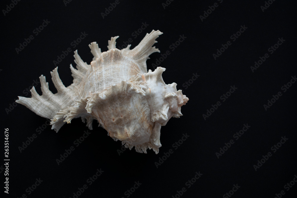Wonderful spiral shell with unusual teeth on a black background. Wonderful spiral shell with unusual teeth on a black background.