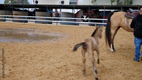 Foal or little horse running in the ranch. HD video.