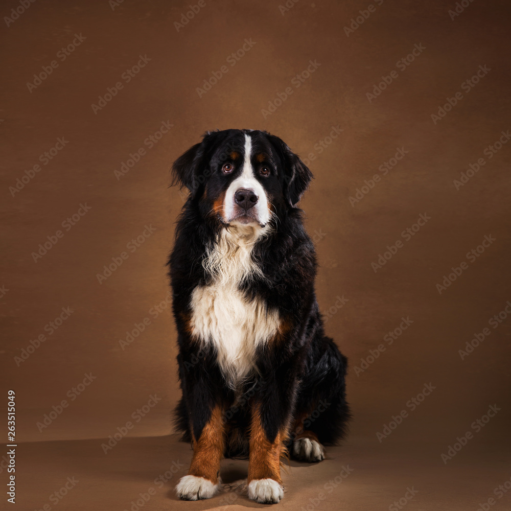 Bernese mountain dog sitting in studio on brown blackground and looking at camera