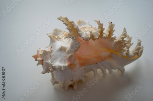 Wonderful spiral shell with unusual teeth on a white background.