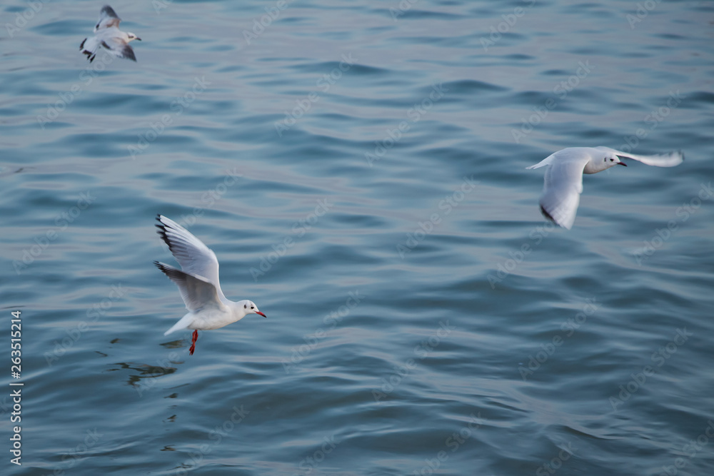 Single seagull flying with with sea as a background . Seagulls are flying above the sea, the sky is blue and cloudless . Single seagull flying with with sea as a background . Seagulls are flying above the sea, the sky is blue and cloudless .