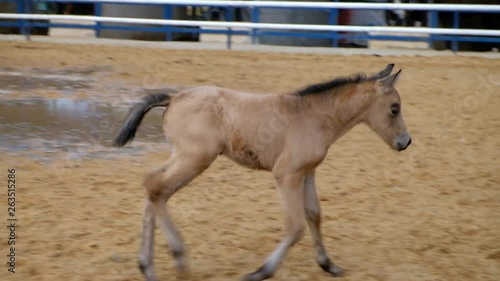 Foal or little horse running in the ranch. HD video.