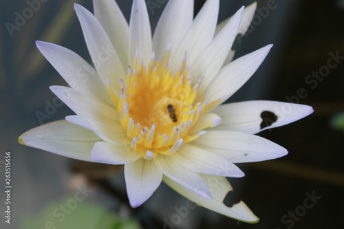 white lotus flower