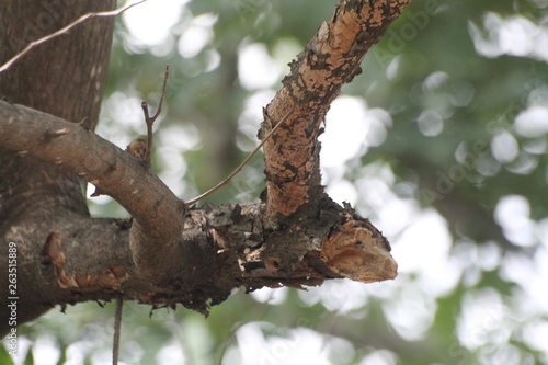 squirrel on a tree © Kanjanasiri