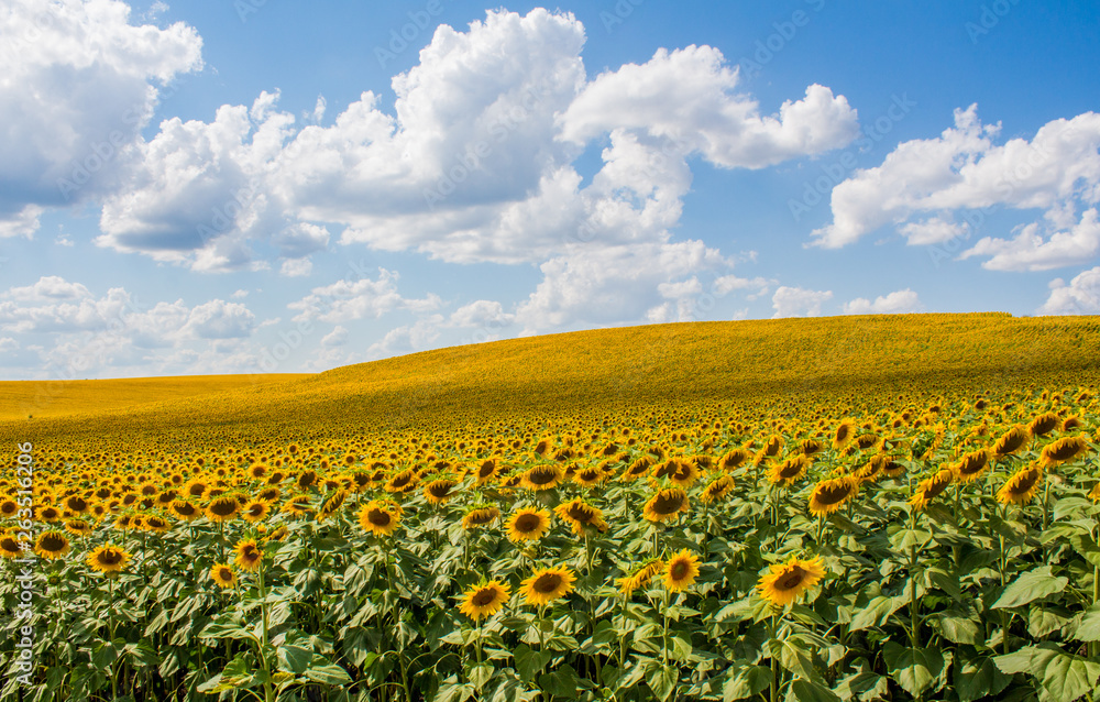 Field of sunflowers with blue sky