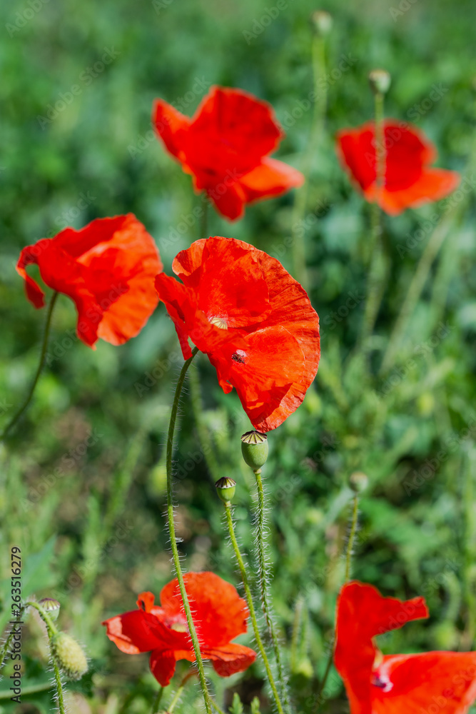 Obraz premium Flowers of wild red poppy among green field