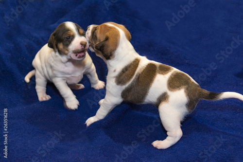 Fototapeta Naklejka Na Ścianę i Meble -  Dog puppy