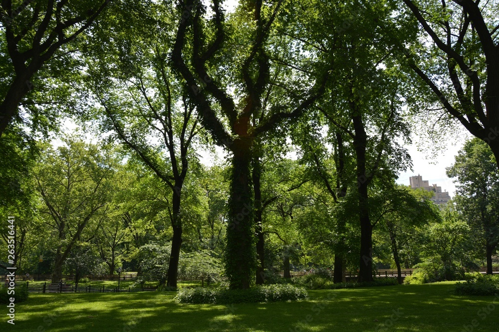 Árvores no parque