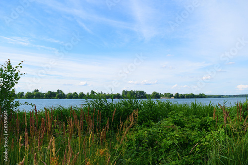 View through green plants on the lake. Summer landscape.