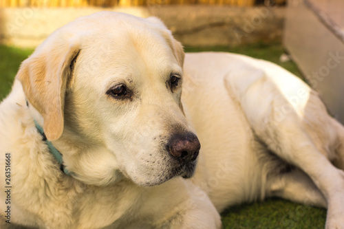 Labrador adult dog calming portrait with black eyes looking side ways in park outdoor space