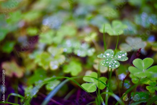 Morning dew gathered atop clover leaves on forest floor