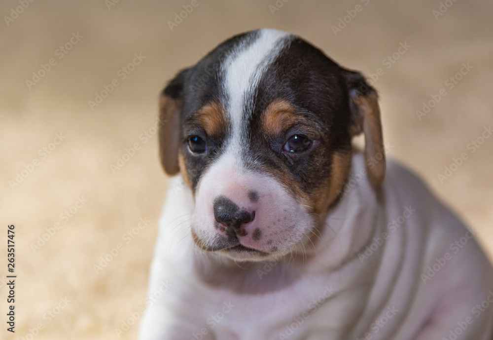 Dog puppy Dog puppy
