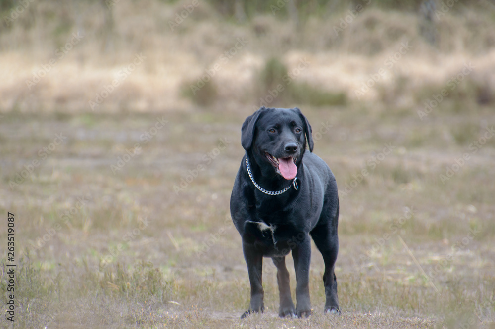 Black labrador in a relax happy position facing camera tong out on a nature background front close vieuw shot Black labrador in a relax happy position facing camera tong out on a nature background front close vieuw shot