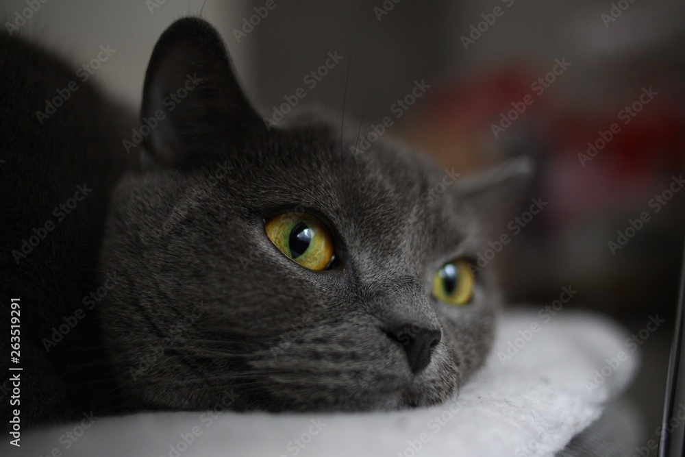 Grey cat British Scottish fold with bright yellow eyes lying on a chair
