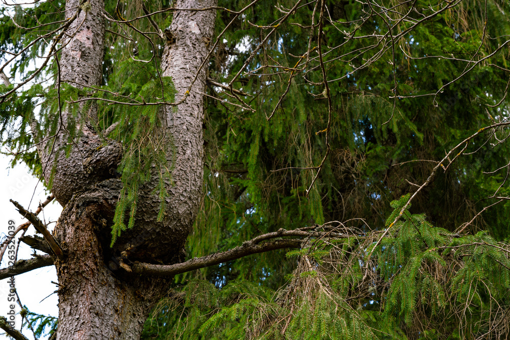 evolution of a tree or split personality evolution of a tree or split personality