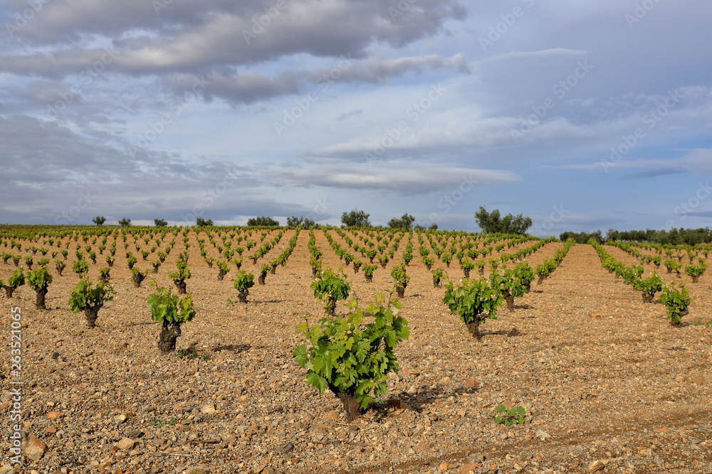 Vineyard in spring with blue sky with clouds. Young vines