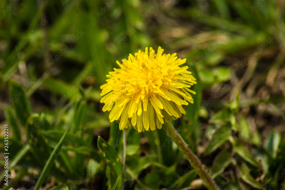 meadow with dandelions on a sunny day. dandelions in spring. flowering dandelions closeup. meadow with dandelions on a sunny day. dandelions in spring. flowering dandelions closeup.