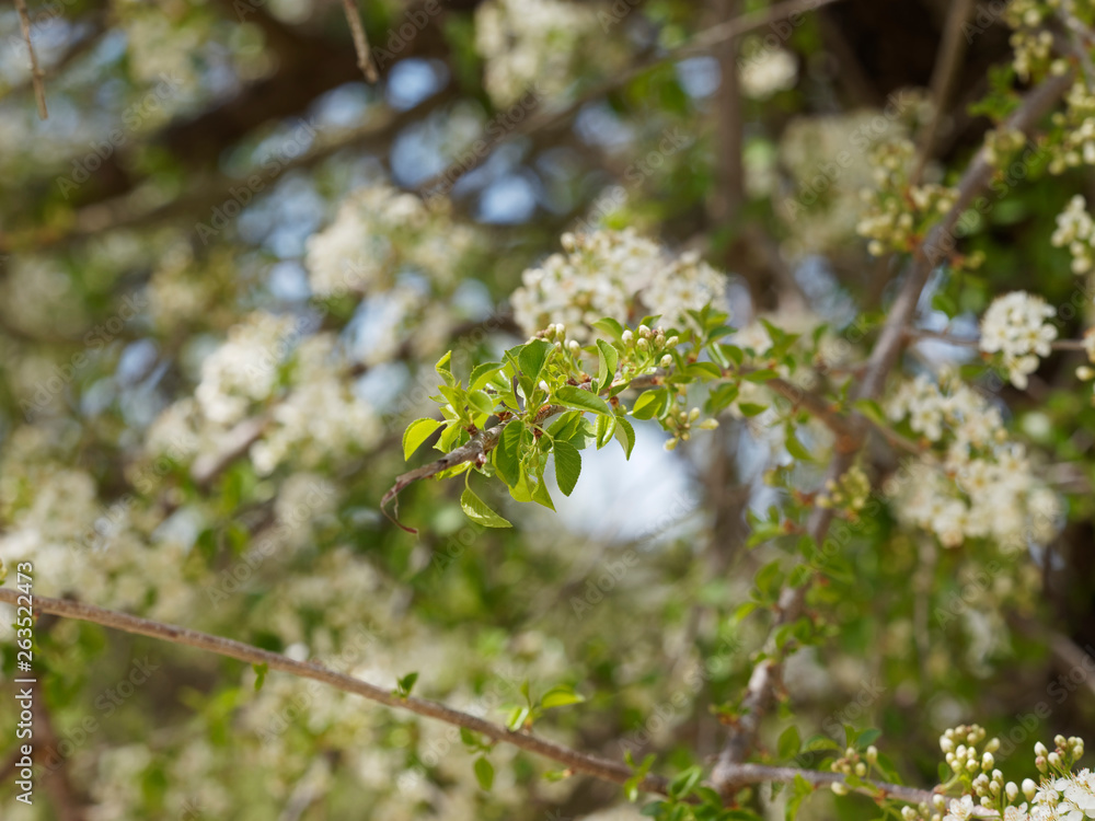 Rameaux du cerisier aigre (Prunus cesarus) garnis de petits bouquets de fleurs blanches Rameaux du cerisier aigre (Prunus cesarus) garnis de petits bouquets de fleurs blanches