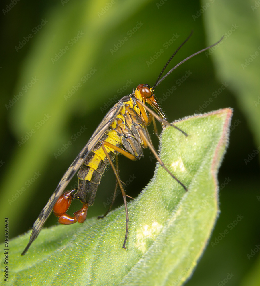 Male scorpion fly Panorpa meridionalis mecoptera posing Male scorpion fly Panorpa meridionalis mecoptera posing