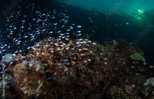 Underwater world. Komodo island, Indonesia.